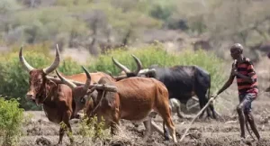en milieu rural, les Ethiopiens sont encore plus défavorisés, affamés et en manque d'éducation